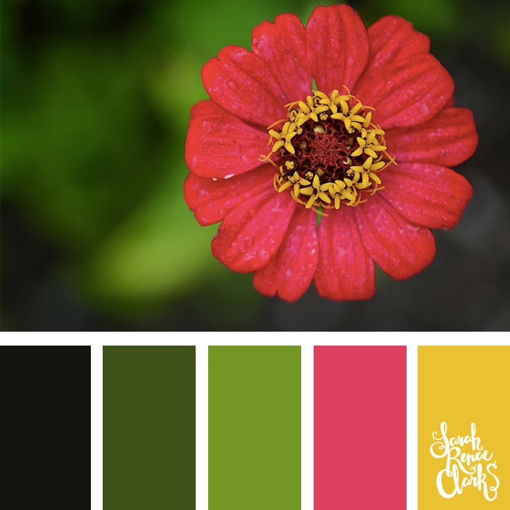 https://sarahrenaeclark.com/wp-content/uploads/2016/12/Colors-019-Zinnia.jpg