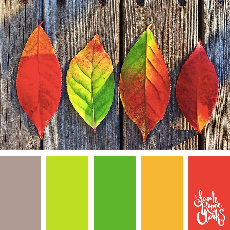 Color inspiration from pretty Autumn leaves | Click for more fall color combinations, mood boards and seasonal color palettes at http://sarahrenaeclark.com