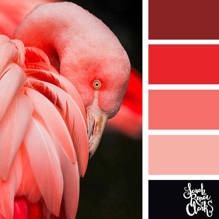 Flamingo colors! | 25 color palettes inspired by the PANTONE color trend predictions for Spring 2018 - Use these color schemes as inspiration for your next colorful project! Check out more color schemes at www.sarahrenaeclark.com #color #colorpalette