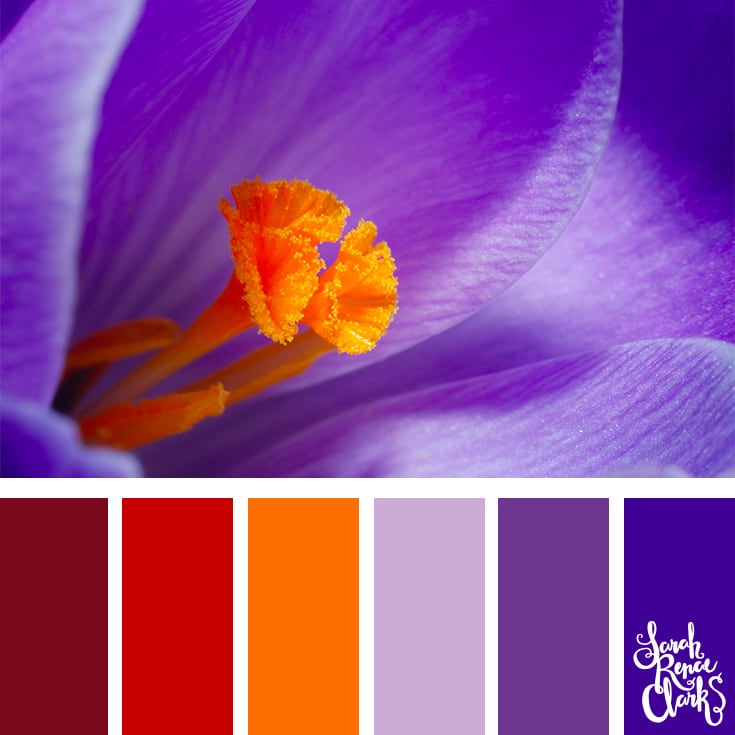 Color Palette - red, orange, lilac, purple