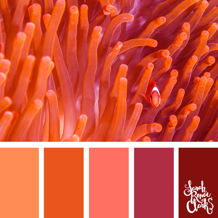 25 Color Palettes Inspired By Ocean Life And Pantone Living Coral 0753