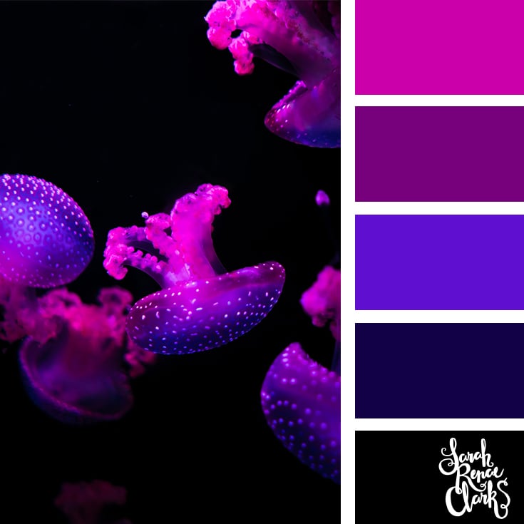 Purple jellyfish color scheme - color palettes, color schemes