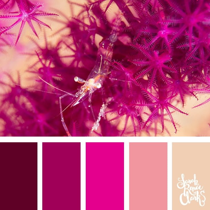 Starfish cluster - pink color palette - color palettes, color schemes