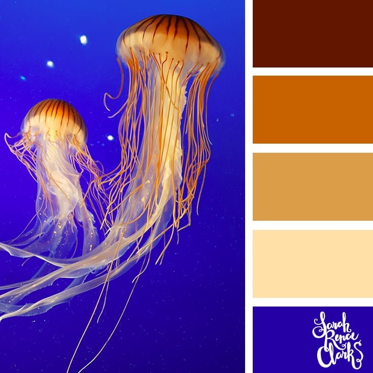 Jellyfish colors - color palettes, color schemes