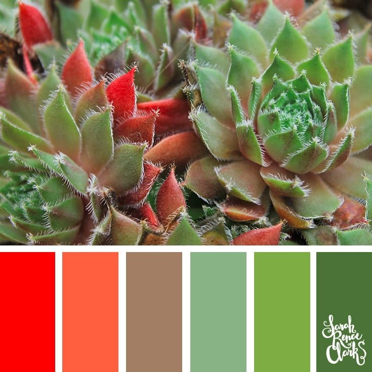 Succulent colors 