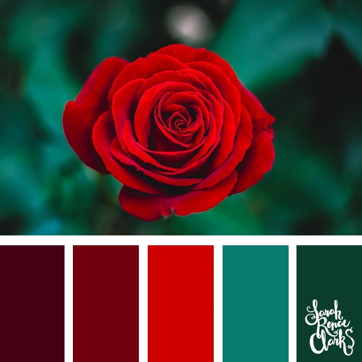 Rose colors