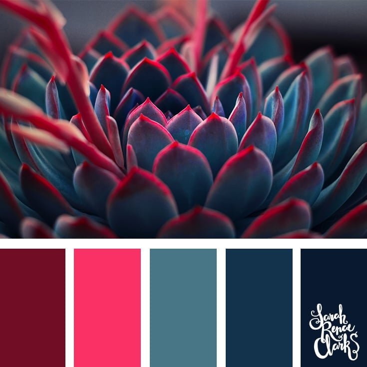 Succulent colors 