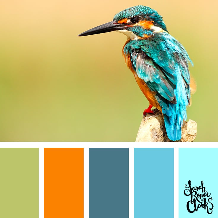 Color-Palette-341-bird.jpg