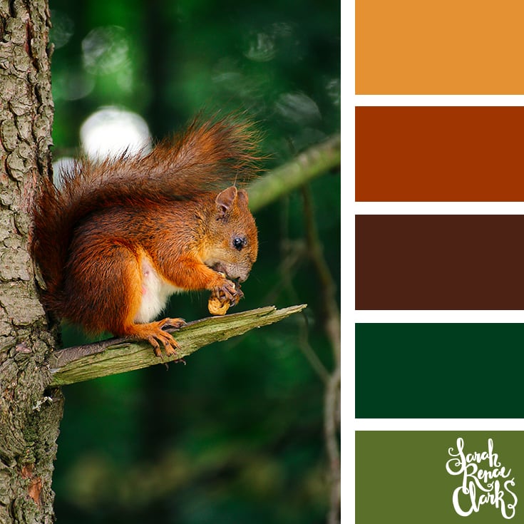 Color-Palette-348-squirrel - Sarah Renae Clark - Coloring Book Artist and  Designer