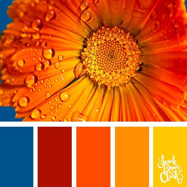 Orange flower // 25 Floral Color Palettes