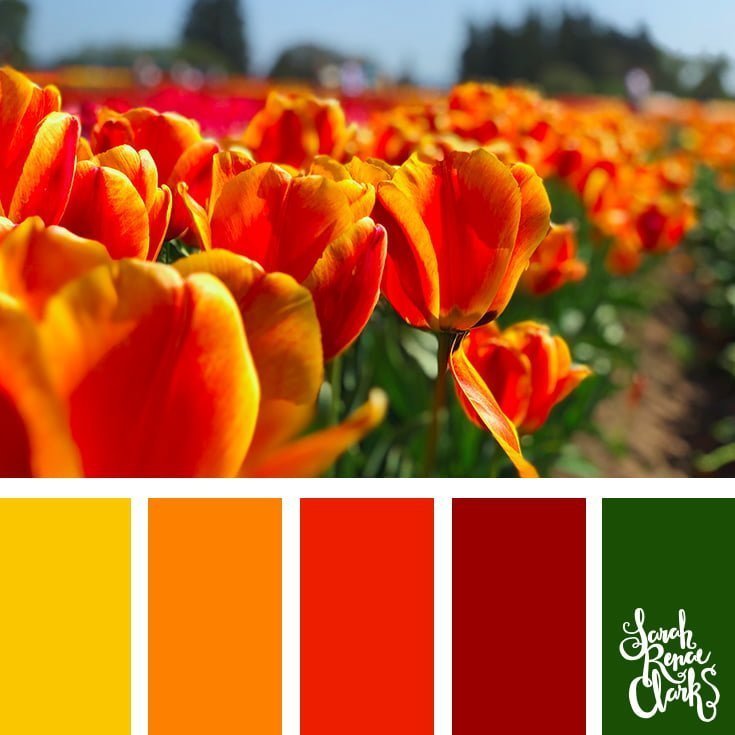 Orange tulips // 25 Floral Color Palettes