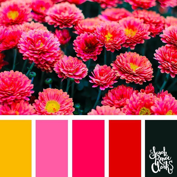Magenta flowers // 25 Floral Color Palettes