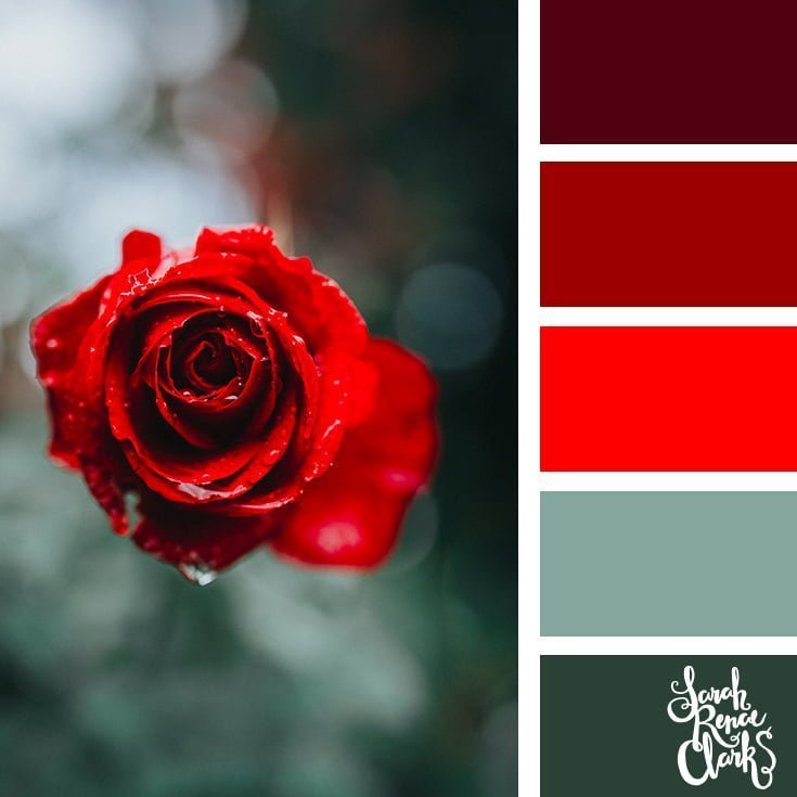 Red rose // 25 Floral Color Palettes