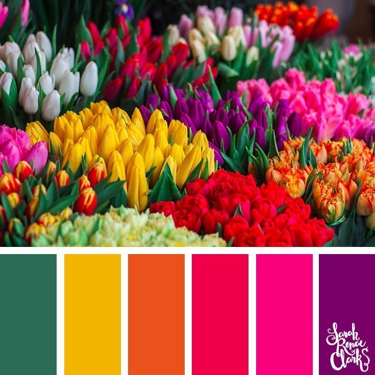 Colorful tulips // 25 Floral Color Palettes