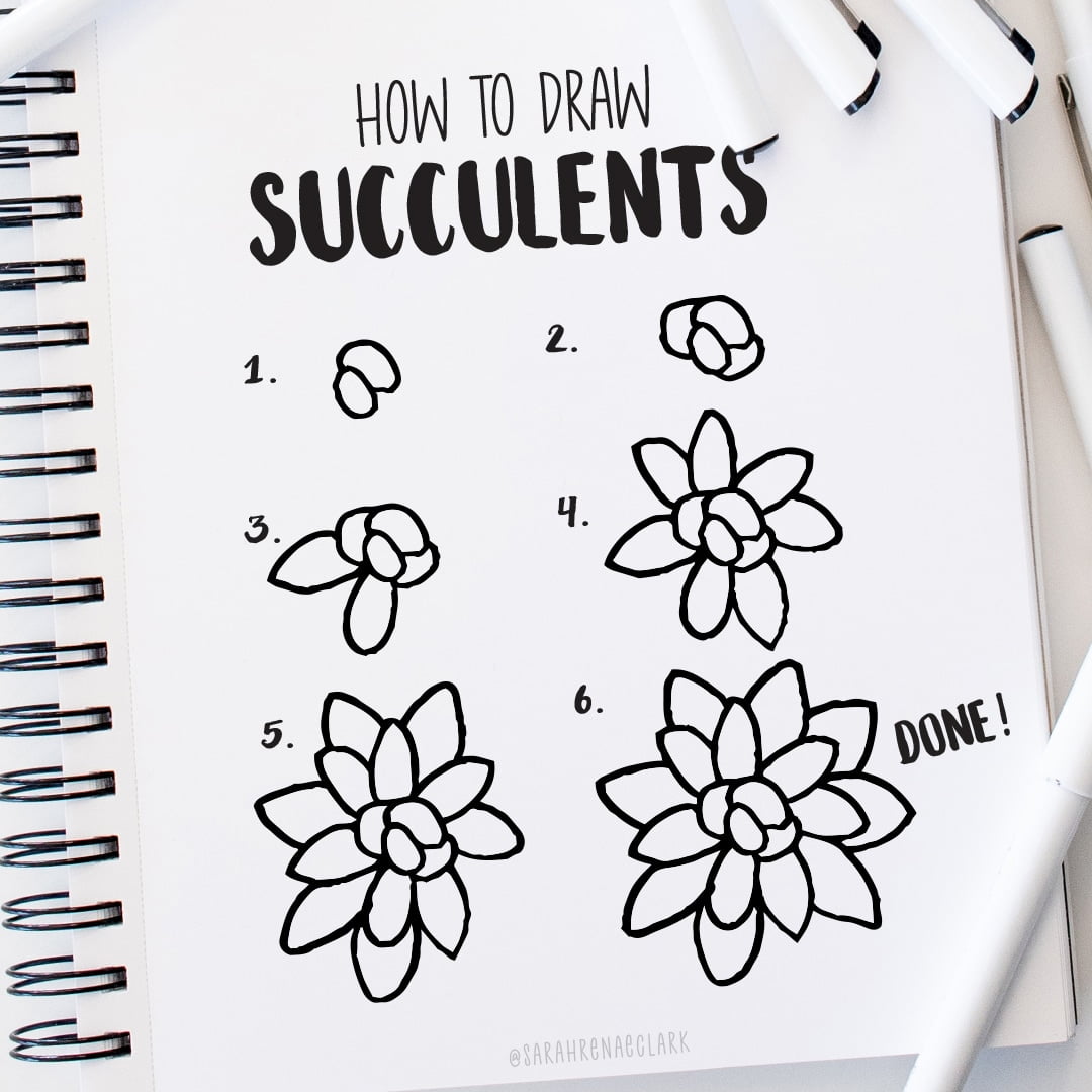 Learn How To Draw Succulents