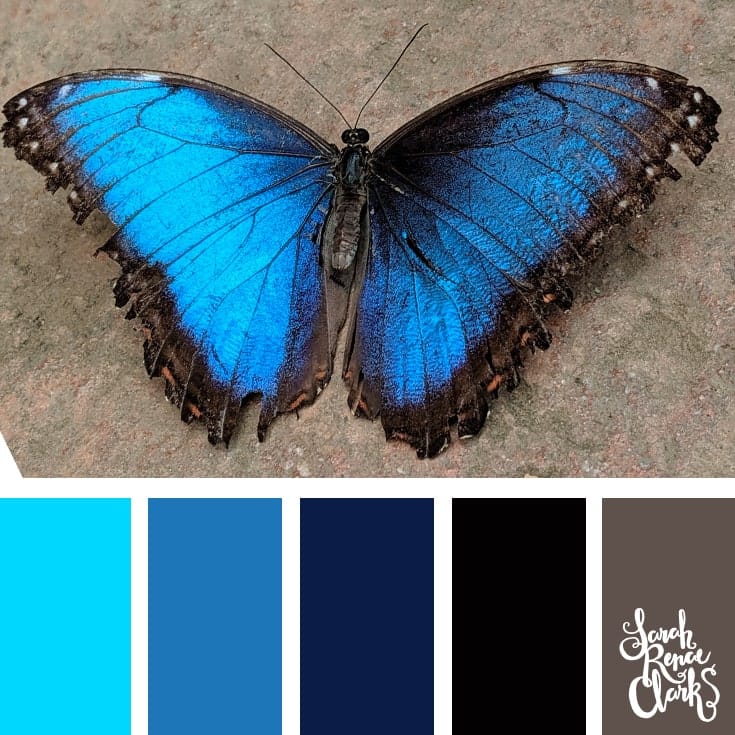 25+ Color Palettes inspired by Animals with Blues and Blacks