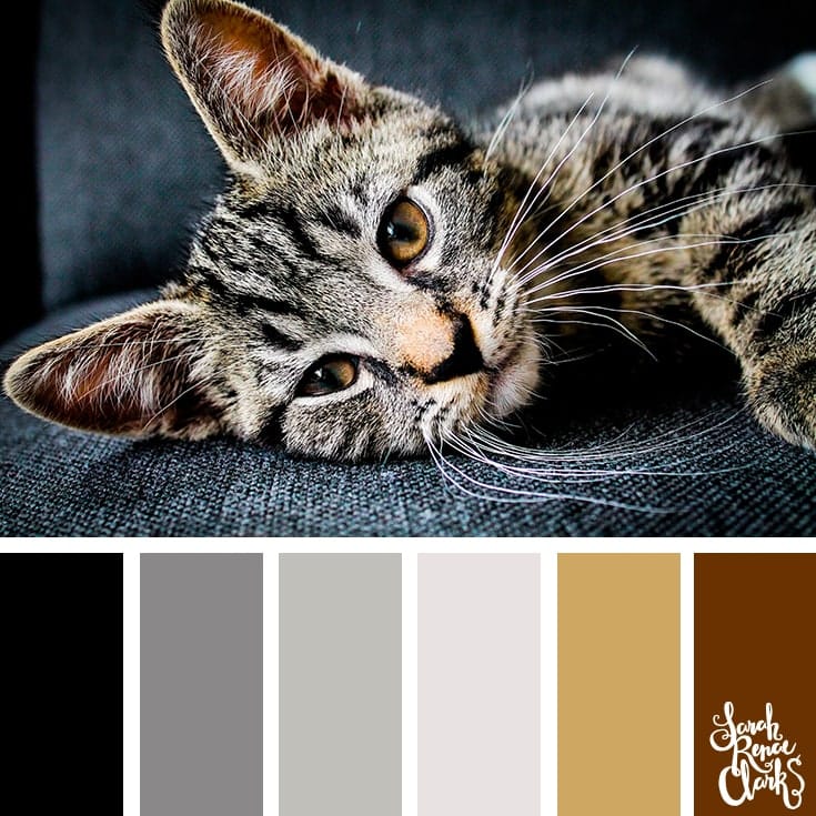 Color schemes inspired by animals