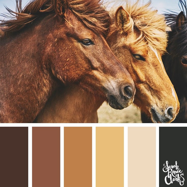 Animal inspired color palettes with brown, dark brown, cream and black