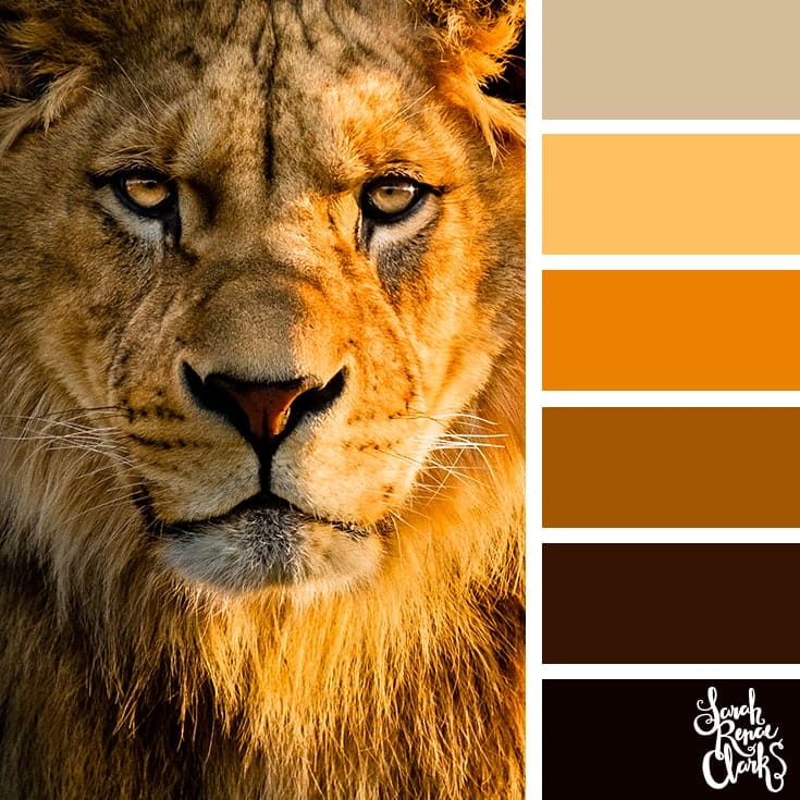 Animal colour palettes to create inspiration for your creatives.