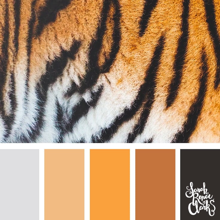 25+ colour ideas to inspired by animals and their intricate colours.