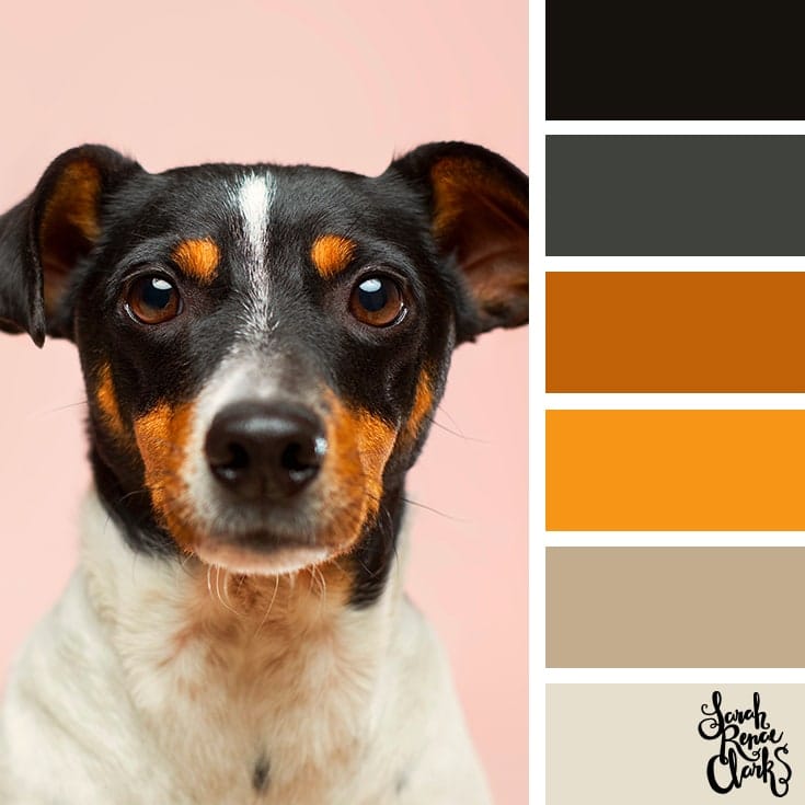 Animal color ideas to inspire your next art project