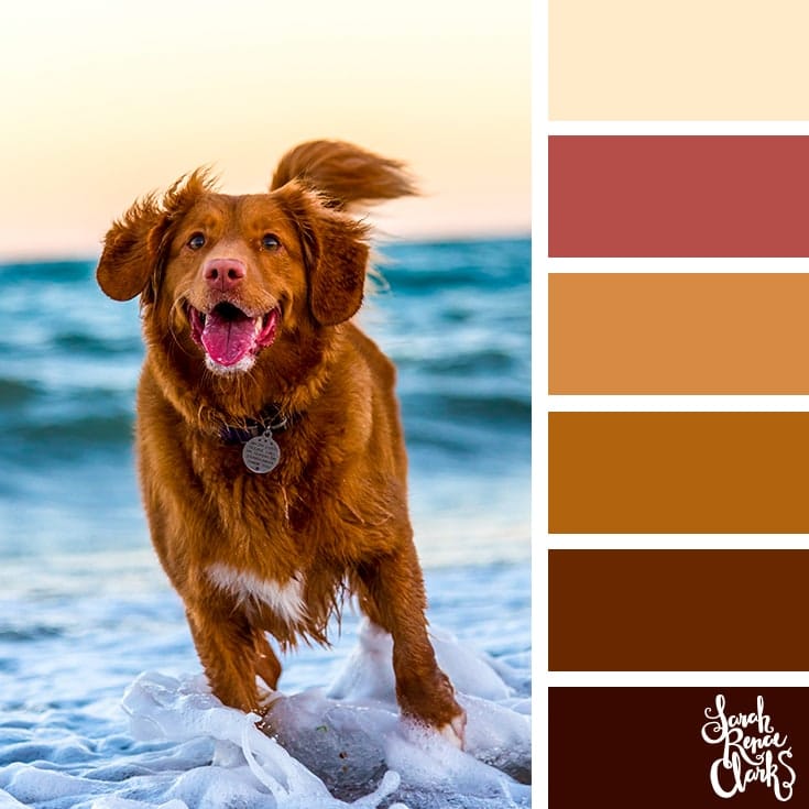 Colour ideas inspired by animals to help create your next art project