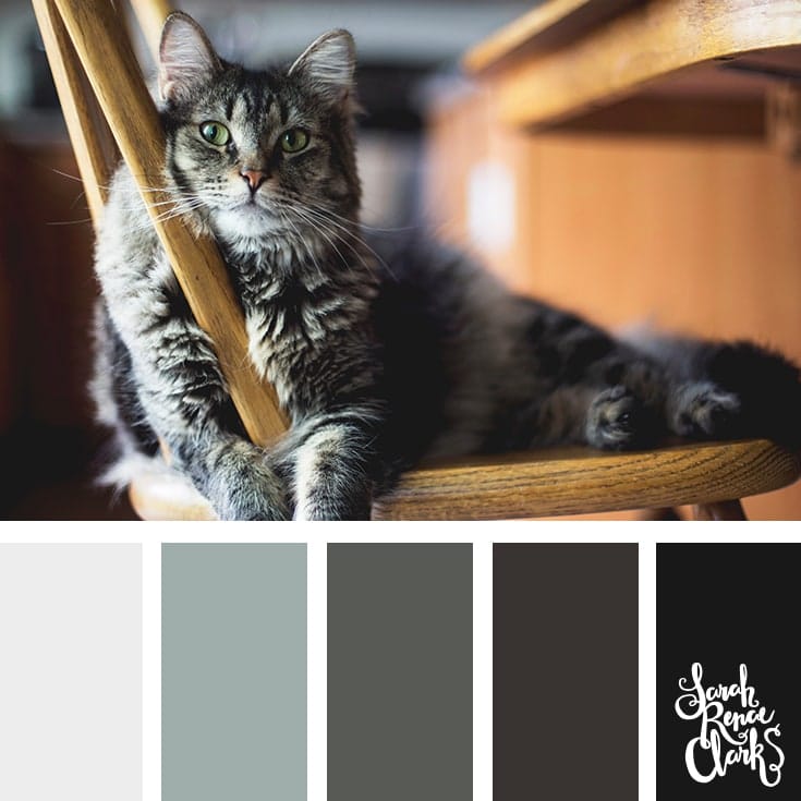 25+ free color palettes inspired by animals.