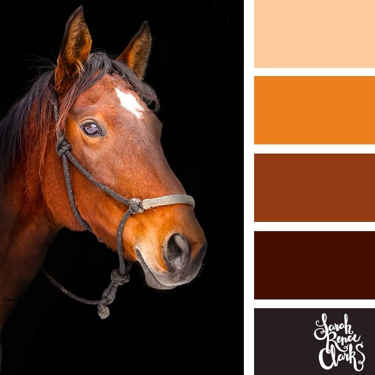 Over 25 Animal inspired colour ideas 