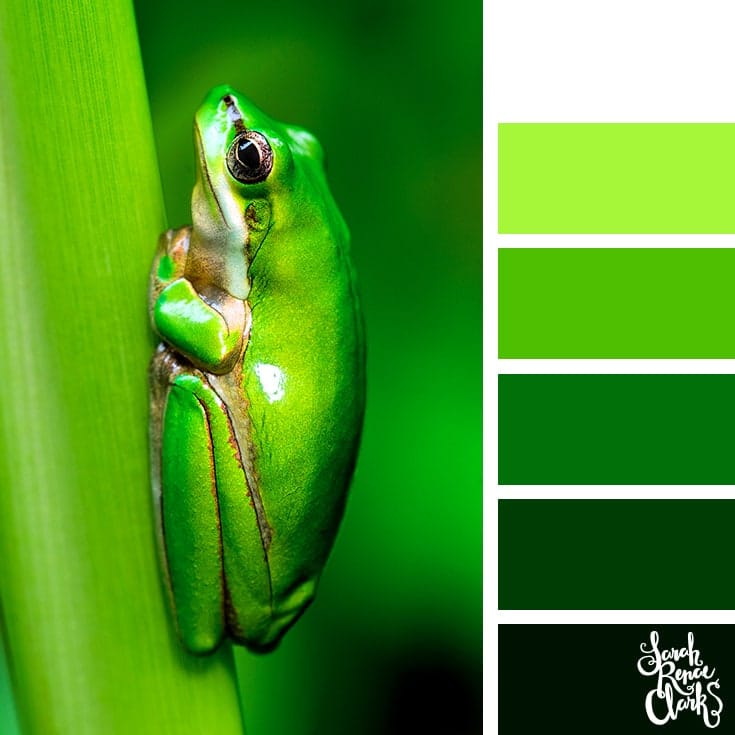 Over 25 colour ideas inspired by animal with green colours.