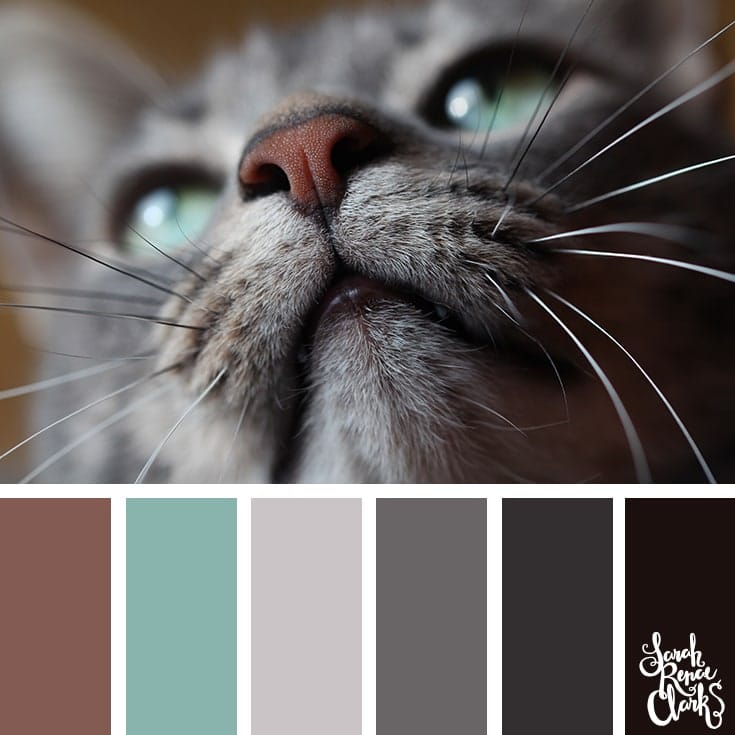 over 25 animal colour ideas for inspiration which include some blacks, grays, teals and browns.