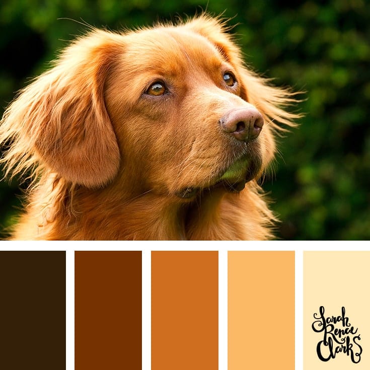 over 25 colour schemes that are inspired by the amazing colours of the animal kingdom