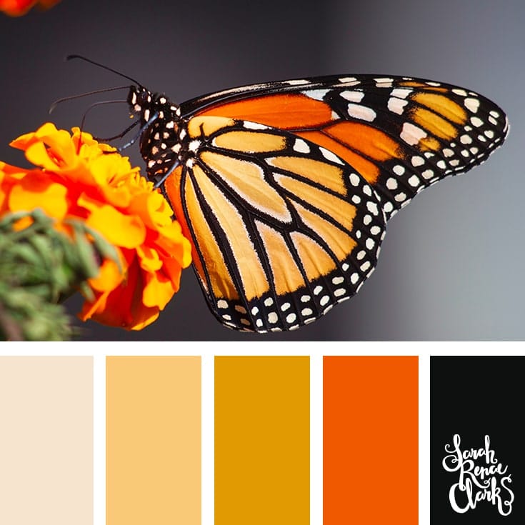 Beautiful butterfly inspired color scheme with yellow, orange white and black plus so many more colour ideas.