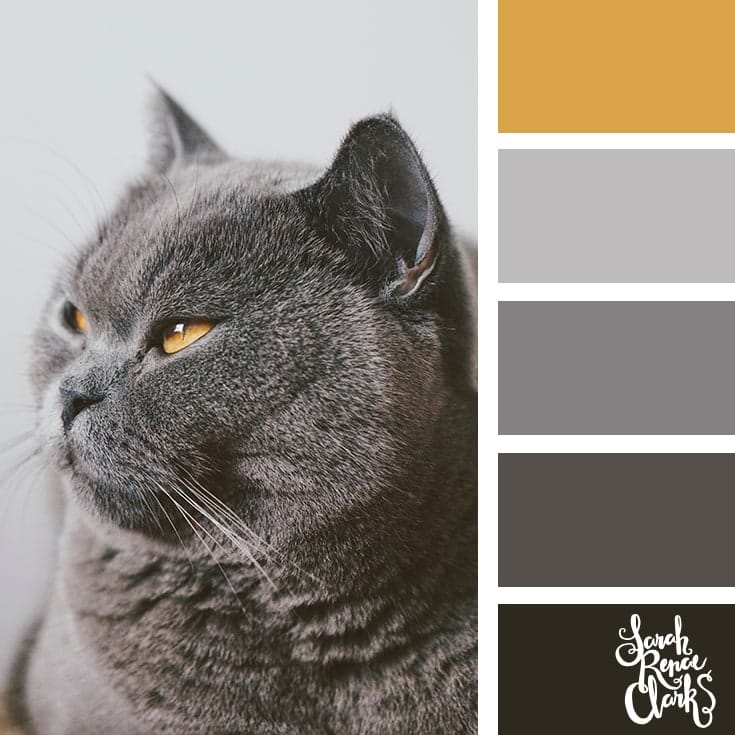 colour ideas that have come from the animals from all over the world