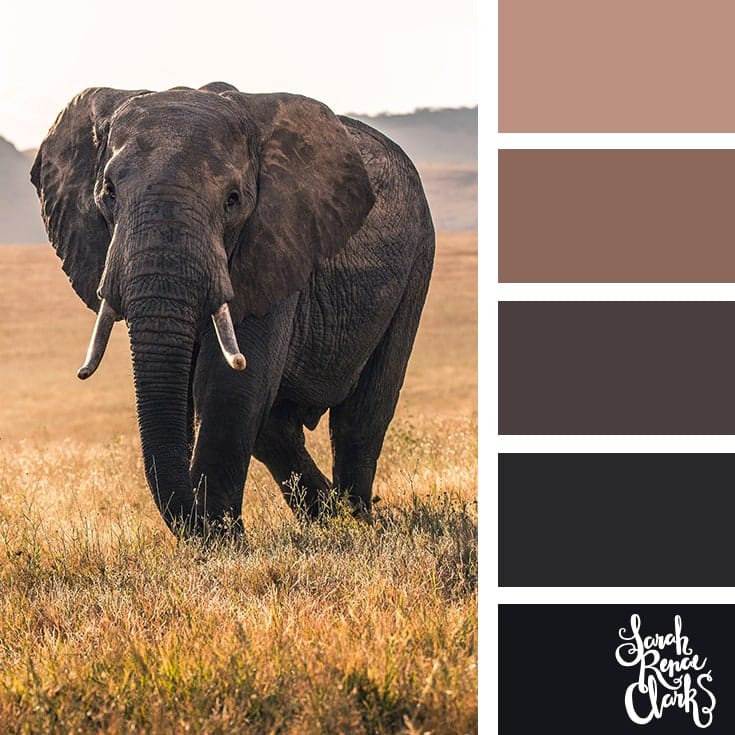 over 25 color palettes inspired by animals.