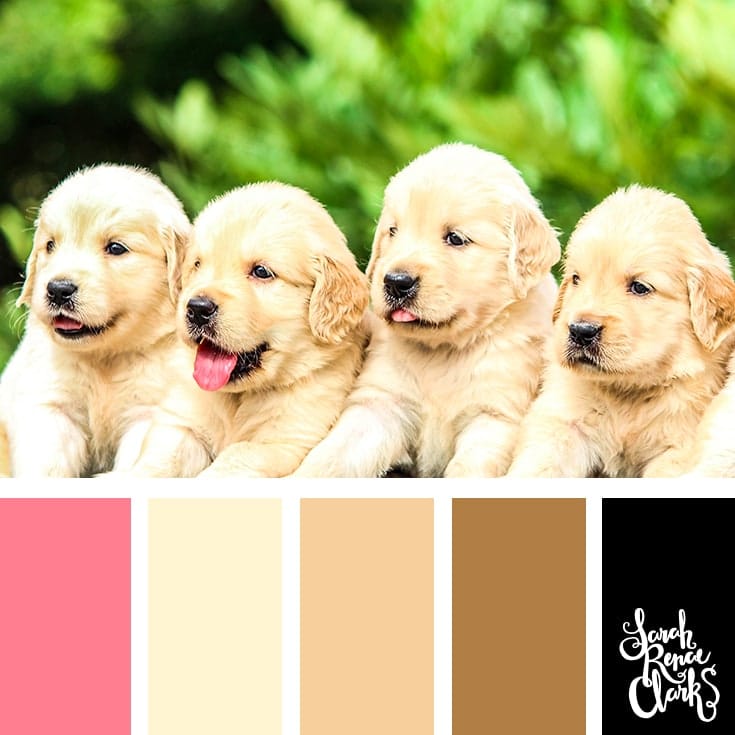 25+ Color ideas inspired by animals