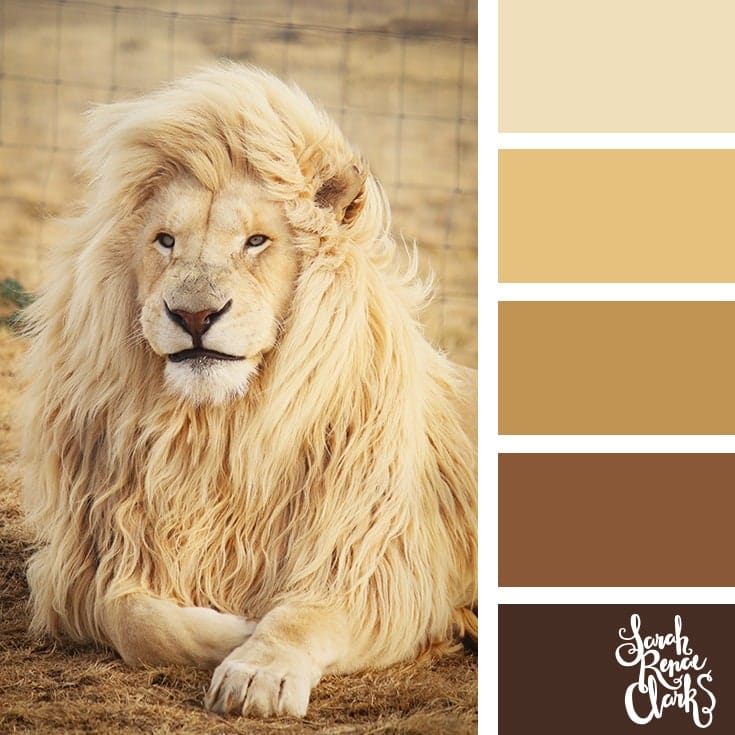 Find 25+ animal-inspired color schemes, this one includes tans and browns to show off this beautiful white lion.