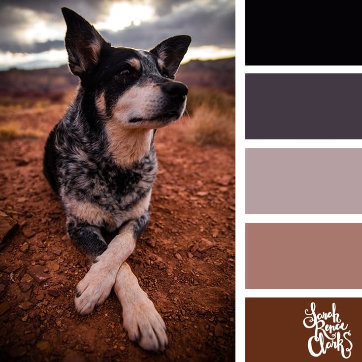 25+ Colour ideas inspired by Animals with brown, black, red and greys.