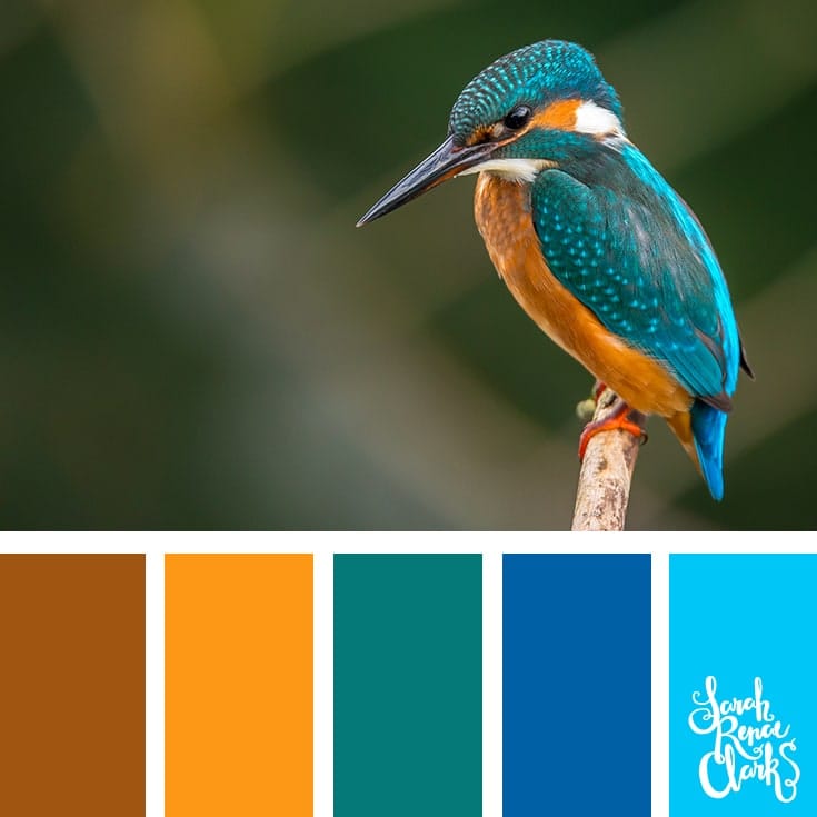 25+ Color ranges inspired by animals of all colors.