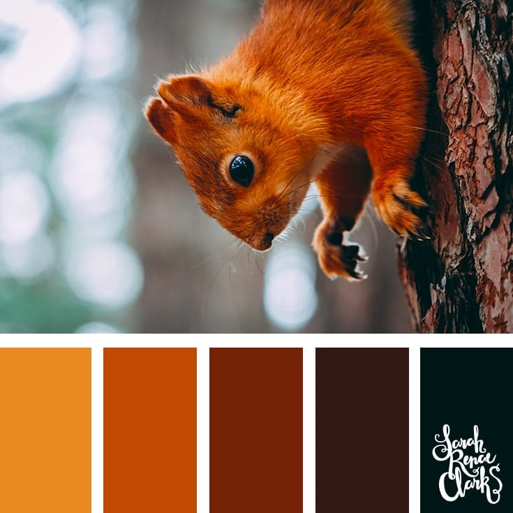 Over 25 color ranges inspired by Animals 